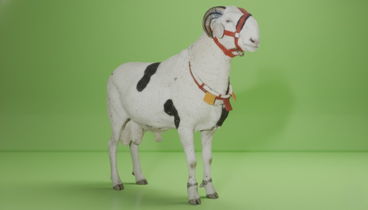 Sénégal : Lignée Diallo