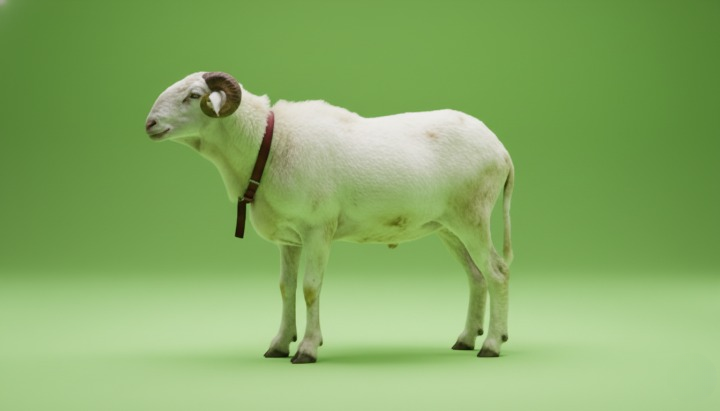 Sénégal : Lignée Docteur