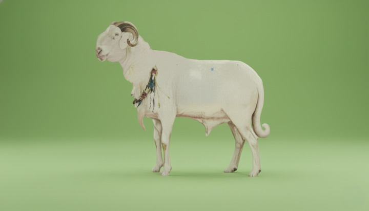 Sénégal : Lignée Tyson