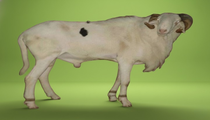 Sénégal : Lignée Cheikh Diop