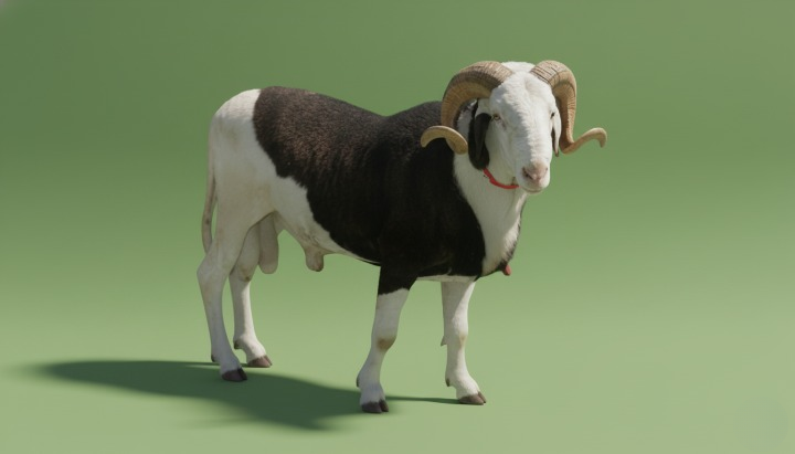 Sénégal : Lignée Gorgui